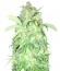 AK Full Auto fem (Sumo Seeds) семена конопли