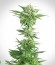 Amnesia Haze Automatic fem (Royal Queen Seeds) семена конопли
