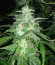 Auto Northern Lights fem (Pyramid Seeds) семена конопли