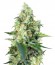 Crystal Candy fem (Sweet Seeds) семена конопли