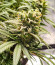 Dozy Whale fem (AlphaFem Seeds) семена конопли