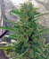 Green Crack Auto fem (FastBuds) семена конопли