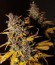 Lemon Kush fem (Female Seeds) семена конопли