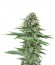 Power Flower fem (Royal Queen Seeds) семена конопли
