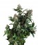 White Widow fem (Pyramid Seeds) семена конопли