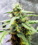 Auto Gorilla fem (00 Seeds) семена конопли