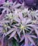 Auto Sweet Soma fem (00 Seeds) семена конопли