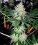 Bubblelicious fem (Nirvana Seeds) семена конопли