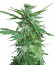 Cafe Racer (Blimburn Seeds) семена конопли