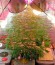 Kush-N-Cheese Autoflowering fem семена конопли