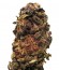 Orange Bud reg (Dutch Passion) семена конопли