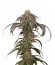 Purple Afghan Kush fem (Dinafem Seeds) семена конопли