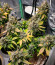 Sweet Zenzation XL Auto fem (Sweet Seeds) семена конопли