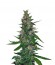 Timanfaya Auto fem (VIP seeds) семена конопли