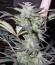 Sweet Special Auto fem (Sweet Seeds) семена конопли