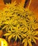 707 Headband fem (Humboldt Seeds) семена конопли