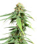 AFS Princess fem (AlphaFem Seeds) семена конопли