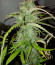 AK-77V fem (Victory Seeds) семена конопли