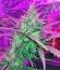 Crystal METH Auto fem (FastBuds) семена конопли