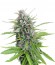 Exodus Cheese fem (Green House Seeds) семена конопли