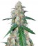 G14 auto fem (FastBuds) семена конопли