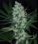 Crazy Miss Hyde fem (Samsara Seeds) семена конопли