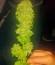 Big Bang fem (Green House Seeds) семена конопли