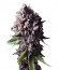 Auto Purple fem (Pyramid Seeds) семена конопли
