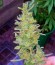 Auto Acid fem (Paradise Seeds) семена конопли