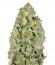 Auto Kush fem (Female Seeds) семена конопли