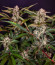 HighCloudZ Auto fem от Green House Seeds семена конопли