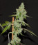 Sapphire Scout fem (Humboldt Seeds) семена конопли
