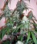 Silver Haze #9 fem (Sensi Seeds) семена конопли