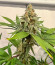 HighCloudZ fem (Green House Seeds) семена конопли