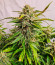 Wedding Crasher Auto fem (High Speed ​​Buds) семена конопли