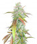 Bruce Banner fem (Cali Buds Seeds) семена конопли