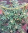 Chocolate Cream fem (00 Seeds) семена конопли