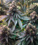 Runtz Punch fem (Herbies Seeds) семена конопли
