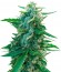 Sugar Black Rose reg (Delicious Seeds) семена конопли