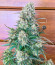 Sith OG fem (AlphaFem Seeds) семена конопли