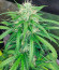 Sour Diesel Auto fem (Herbies Seeds) семена конопли