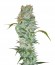 White Russian fem (Serious Seeds) семена конопли