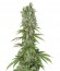 White Strawberry Skunk fem (Strain Hunters) семена конопли