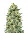 Auto White Widow fem (00 Seeds) семена конопли