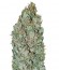 Royal Gorilla fem (Royal Queen Seeds) семена конопли