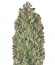 Serious Kush fem (Serious Seeds) семена конопли
