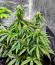 Auto Gorilla fem (00 Seeds) семена конопли