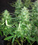 Auto Northern Lights fem (Pyramid Seeds) семена конопли