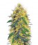 Big Bud fem (Vision Seeds) семена конопли