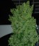 Blueberry Bliss Auto Fem (Vision Seeds) семена конопли